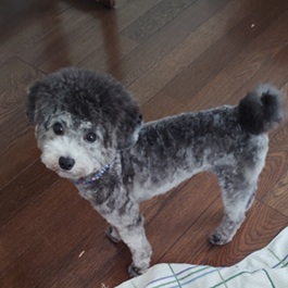 ���C�i�g�C�v�[�h���j2 |