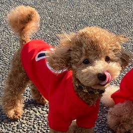 ��˄`�i���[�A�j�i�g�C�v�[�h���j|1