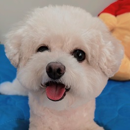 ����@���[�J �iMIX�i�|�����j�A���~�g�C�v�[�h���j2 |