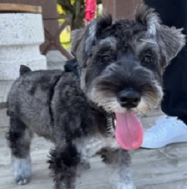 ���R���i�~�j�`���A�V���i�E�U�[�j|2