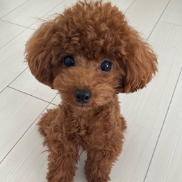  �V��@�����i�g�C�v�[�h��1