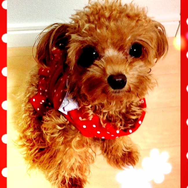 ����@������i�g�C�v�[�h���j 1