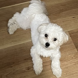 �c��������i�}���`�[�Y) 1