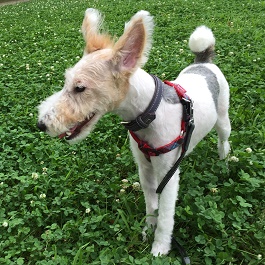 �L�n�@�T�}���T�@�i���C���[�t�H�b�N�X�e���A�j