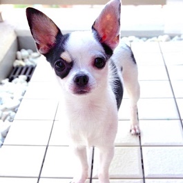 �ɓ��@�R�i����j�@�i�X���[�X�R�[�g�`�����j