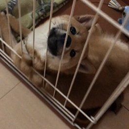 ��c�@�����@�i�āj2