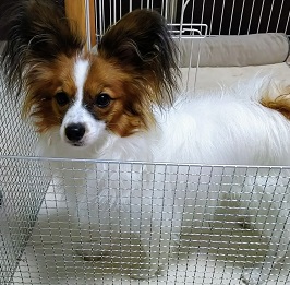 �c���V�������i�p�s����)1