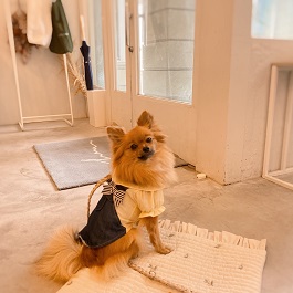 ���V�F���[�i�|�����j�A���j2