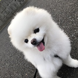 �ѓ��V�I���i�|�����j�A���j 1