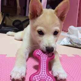 �V���@�V�����[�@�i�Č� ���F�j2