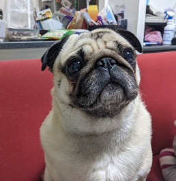 ���q���q�ہi�p�O�j 2