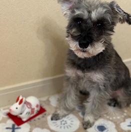 �����V���K�[�i�V���i�E�U�[�j2