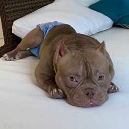 �ΎR�V���v�i�G�L�]�`�b�N�u���[�j2 |