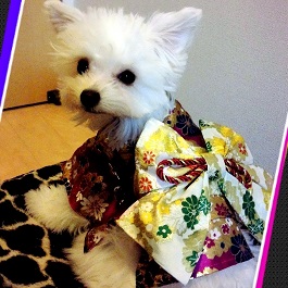 ����@���݂�i�g�C�v�[�h�� �j1