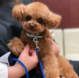 �Ζ{�X�e�A�i�g�C�v�[�h��)2