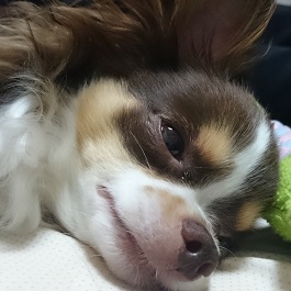 �ےJ���Y�@�i�����O�R�[�g�`����)  2