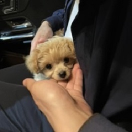 �R���^���g MIX�i�`�����~�g�C�v�[�h���j2