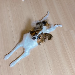 ���؁@�Ă񂿂��i�p�s����)2