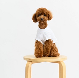  �Ԏi�e�e�i�g�C�v�[�h��(�^�C�j�[)|2