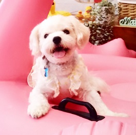 ���R�e�B�A���iMIX )|2