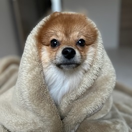 �ь˃e�B�t�@�i�|�����j�A���j|2