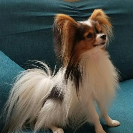 ���g�j�[�@�i�p�s���� �j