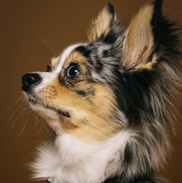 �g���]�i�`�����j2 |