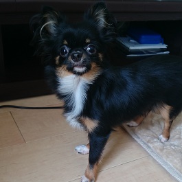 �����΂߁@�i�����O�R�[�g�`���� ) 2