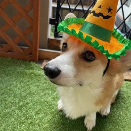 �������i�R�[�M�[)2|