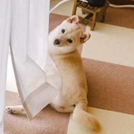 �g�������i�āi���F�j 2