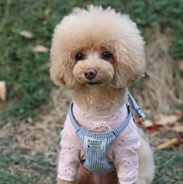 �ΐ�@���Ɂi�g�C�v�[�h���j1 |