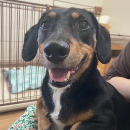 �ғc�E���t�iMIX�@�i�J�j�w���_�b�N�X�ƃW���b�N���b�Z���j|2