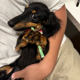 VELL�i�~�j�`���A�_�b�N�X�t���h�j2 |