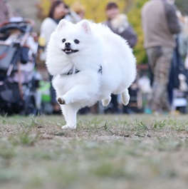 ���c�킽�܂�i�|�����j�A���j2 |