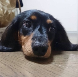 �s���E�F���f�B�@�i�~�j�`���A�_�b�N�X�t���h)  1