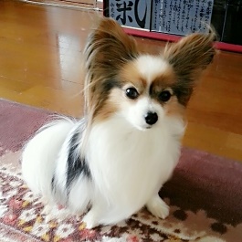 ����@�䂫�@�i�p�s���� )  1