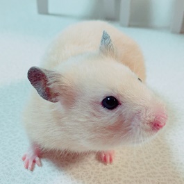 ���� �n�������i�L���N�}�n���X�^�[�j2