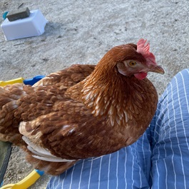 �����@�L�e�B�@�i�{)2 | MORUCO�y�b�g���f��</title>1�@