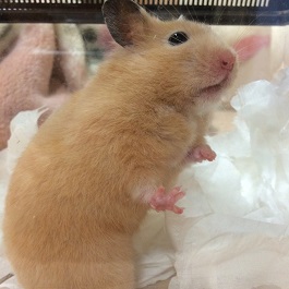 ���@���ȁ@�S�[���f���n���X�^�[�i�L���N�}�j2