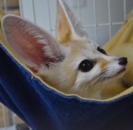 �ΐ�L�����i�t�F�l�b�N�j2