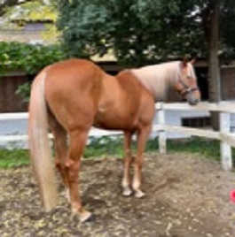 �q��@���W���[�w�����[�i�T���u���b�h�@�i�n�j 2