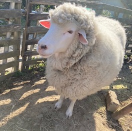 �㓡 momo�i�r�@�`�F�r�I�b�g�j�@2