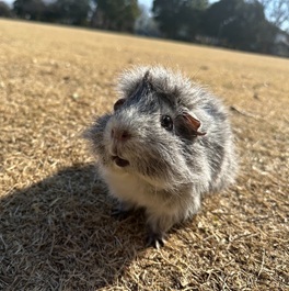 �m�G���i�A�r�V�j�A���������b�g)2 | MORUCO�y�b�g���f��</title>1�@