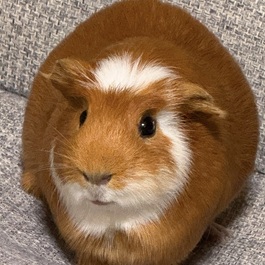 �����Ձ[�@�i�������b�g)1 | MORUCO�y�b�g���f��</title>1�@