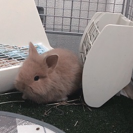 ���Y���I���i���C�I�����r�b�g�j2�@