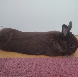 ����@���g�@Lito�i�l�U�[�����h���\�t�j2