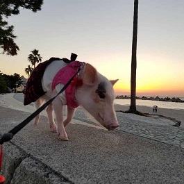 ���c�@�킽���߁i�}�C�N���~�j�u�^�j2